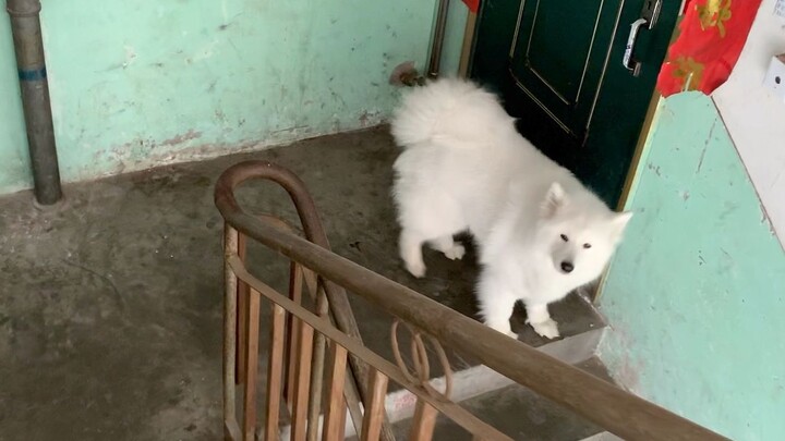 Kẹo dẻo Samoyed nhẹ nhàng bước xuống cầu thang rồi đứng ngoan ngoãn chờ phía trước; mẹ vừa kịp nói “