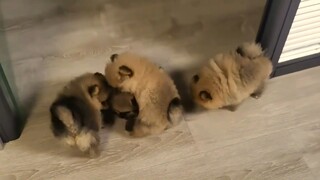 Little Mao slippers are fighting again!