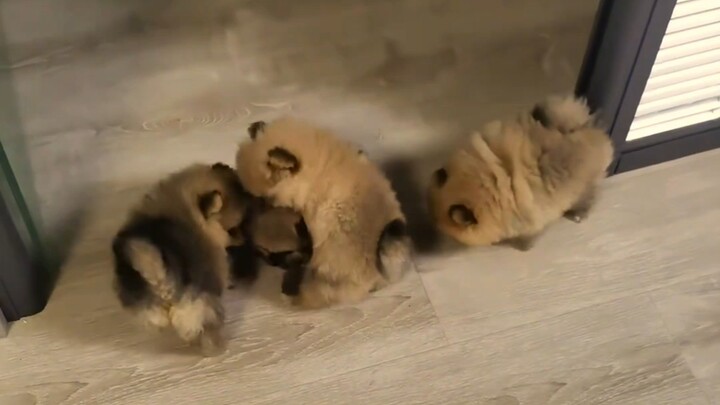 الشبشب الصغير يتشاجر مرة أخرى!