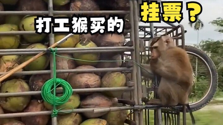 ลิงทำงานพร้อมตั๋วบนรถมะพร้าว!