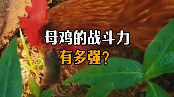 How strong is a hen in combat?