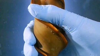 Telur hiu yang bentuknya mirip pembuka botol, berbentuk spiral