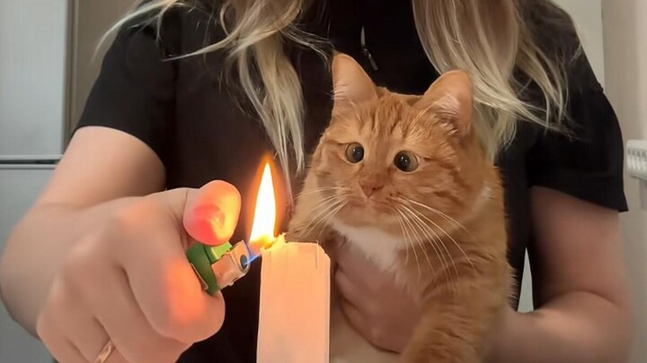 Those amazing animal videos!