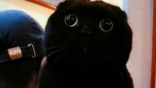 原来吸猫是要付出代价的！