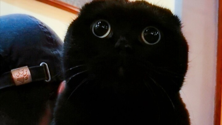 Ternyata memelihara kucing harus membayar harganya!