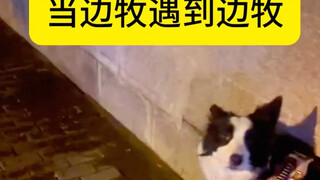 Di antaranya, border collie bertemu dengan border collie besar dan border collie kecil