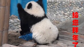 奶妈抱熊猫与游客互动，游客：“丢一只上来！”