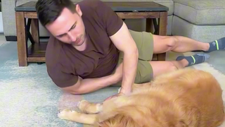 This is what life is like with a dog at home