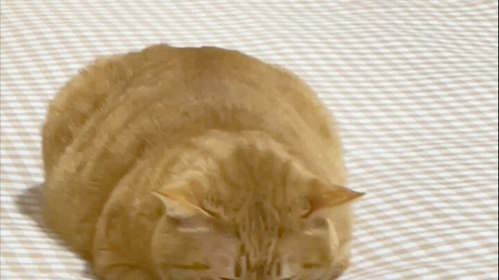 Kucing kecil benar-benar menginjak ekornya sendiri untuk menghangatkan diri～