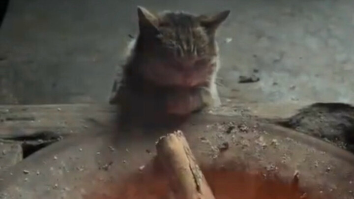 Cuddling kitten by the fire, so cozy