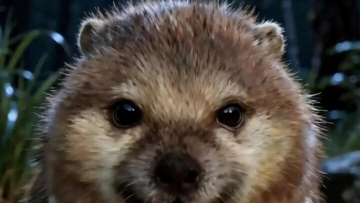 My Swordsman and Shieldbearer Venture into the Mountains at Midnight to Pick Mushrooms