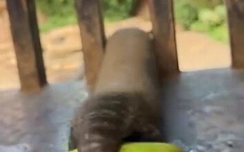 (Happy) Brothers, after tireless efforts, we're finally about to eat!