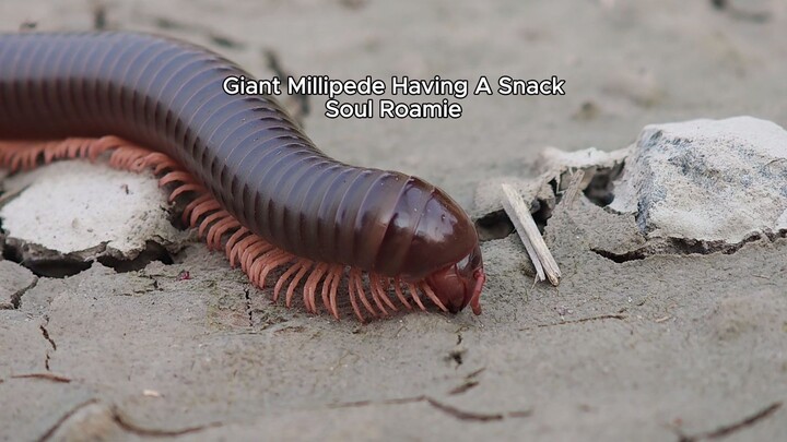 Giant Millipede Having A Snack