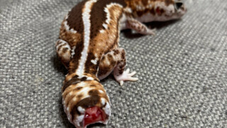 ร้องไห้เลย ทำลูกตกใจจนหางขาด!