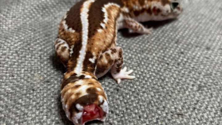 Khóc rồi, dọa con yêu cụt đuôi mất thôi!