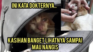 Kucing Liar Mulutnya Menceng Part 2 Sudah Di Bawa Ke Dokter Dan Begini Nasibnya Sekarang..!