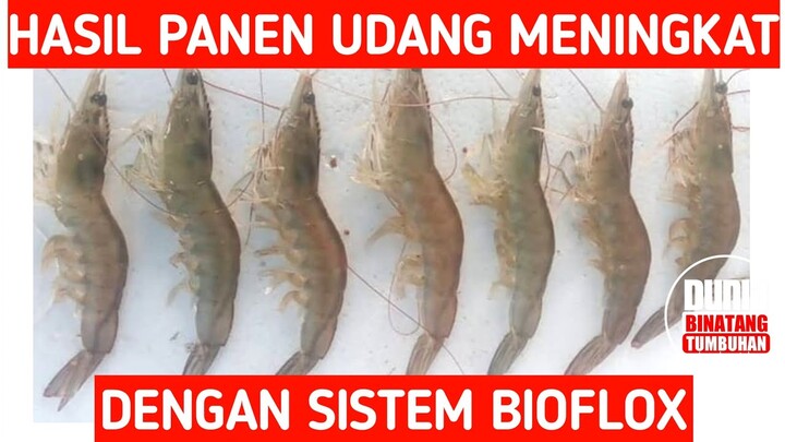 Panduan Budidaya Udang Vaname  Sistem Bioflok | 4 Cara Cepat dan Hasil Melimpah