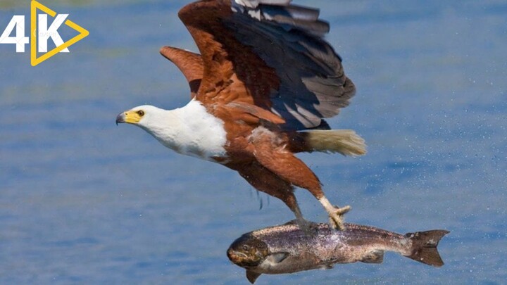 Wings Of Death The Most Powerful Apex Predator Of The Skies Eagles Hunting In Action