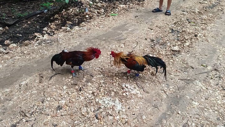 McLean Hatch VS Navajero Gilmore