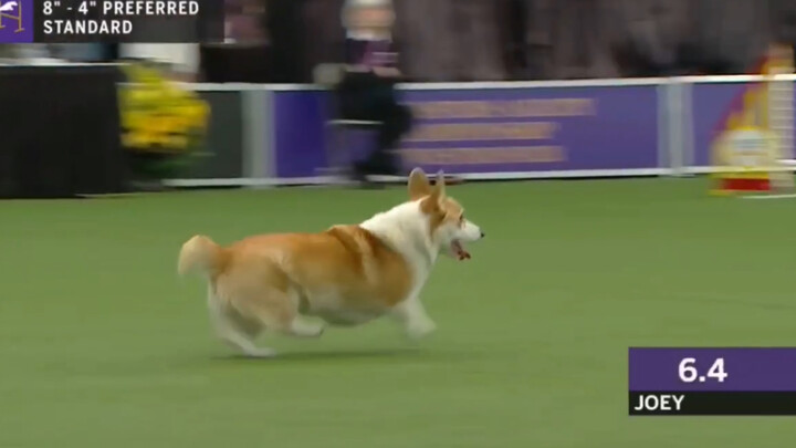 Pet|The Corgi race