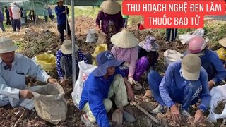 Mỗi năm thu hoạch một lần NGHỆ ĐEN làm thuốc nam điều trị bệnh đau bao tử từ thiện miễn phí