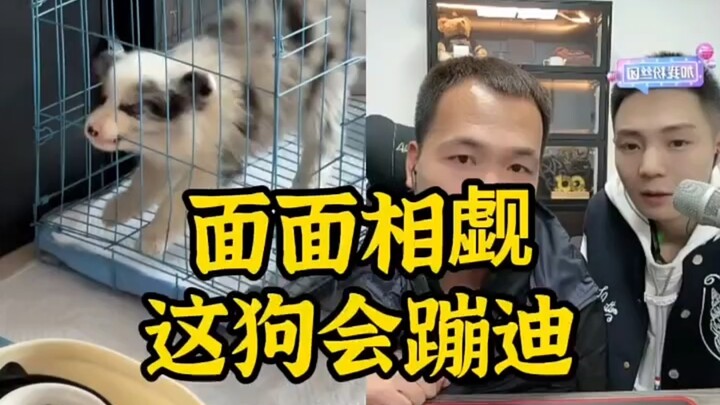Pan Hong’s Live Dog-Appreciation Comedy Highlights