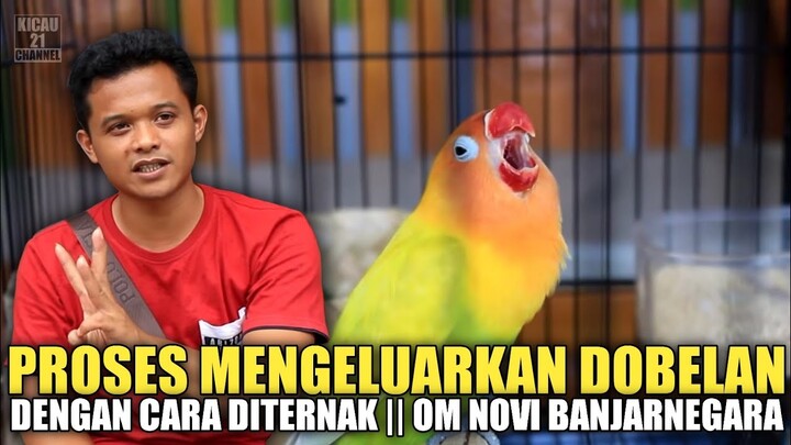 Cara Mengeluarkan Dobelan Lovebird Jantan ||Om Novi Banjarnegara