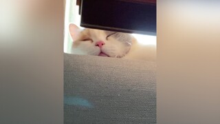 Lúc ngủ là thiên thần, tỉnh giấc là ác wỷ cat trending cutecat