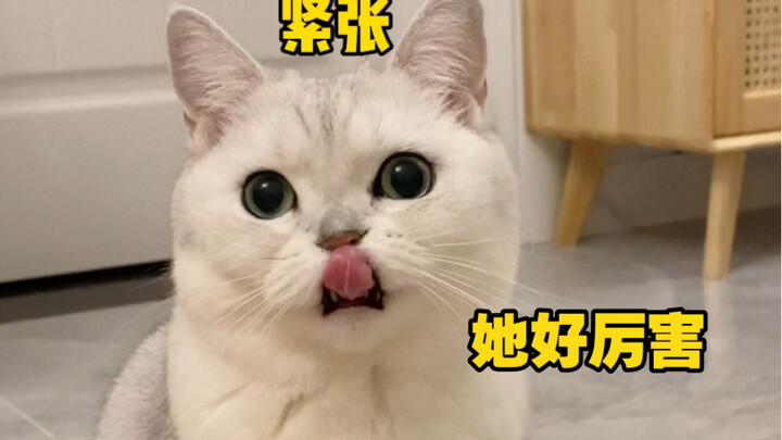 How to win a little cat’s admiration? This trick works like a charm, hahahaha!