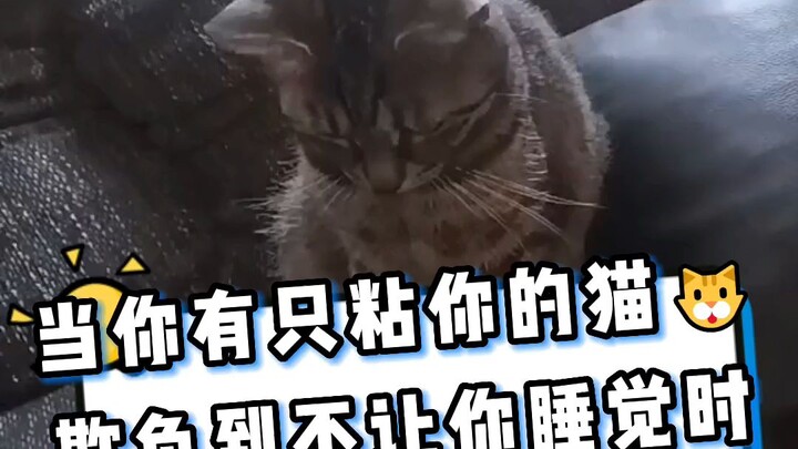 When your clingy cat starts bullying you and won’t let you sleep…