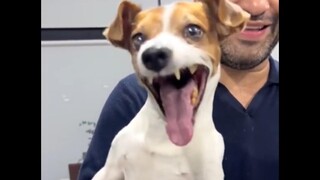 [Cetak Ulang] Anak Anjing Yingdang (Versi Asli)