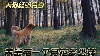 Berapa biaya untuk memelihara Golden Retriever selama sebulan
