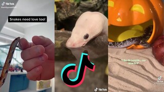 TikToks that Slither - Snakes of TikTok