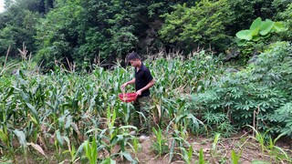 跟我一起种菜 & 做饭吧