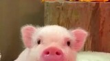 Seorang netizen asing memelihara seekor babi kecil harum sebagai hewan peliharaan. Semakin dia memel