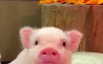 ชาวเน็ตต่างชาติเลี้ยงหมูหอมตัวน้อยเป็นสัตว์เลี้ยง ยิ่งเก็บก็ยิ่งขบถ โตมาอย่างไม่คาดคิด...