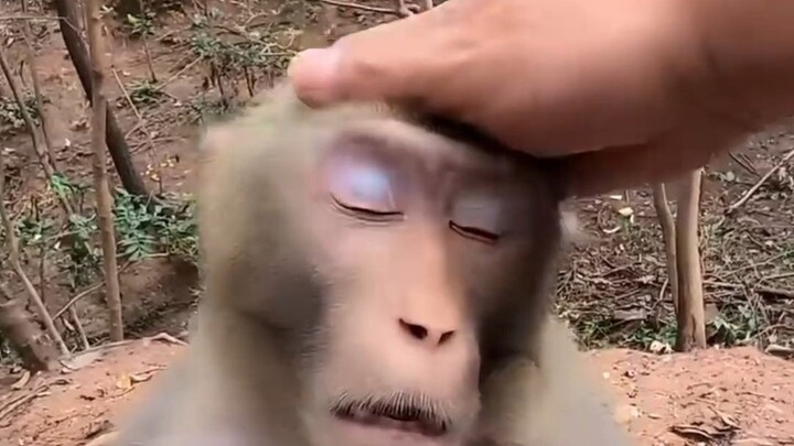 Monyet: Nganggap aku cuma mainan?