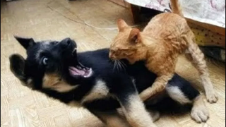 NINJA CATS กับ DOGS - ใครชนะ