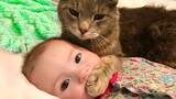 LUCU DAN MENGGEMASKAN KETIKA KUCING JADI BABY SITTER - KUCING DAN BAYI  MANUSIA LUCU