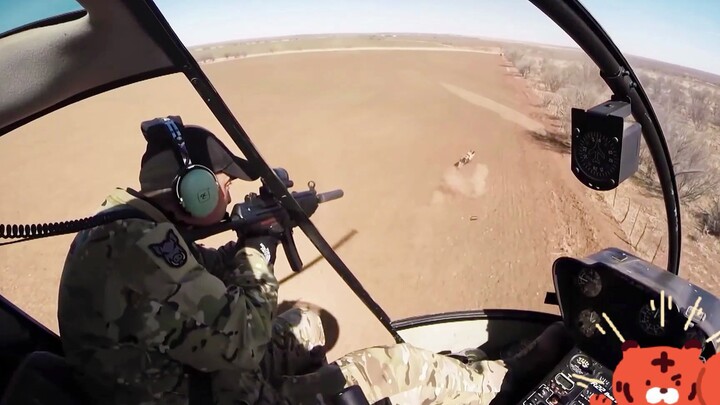 Flying a plane to kill wild boars, the scene is too brutal