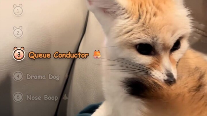 Sunday Bangers of the Week #1 — Nose Boop, Fennec Biscuits & Duck Selfie 😱 Top 4 Sunday Bangers