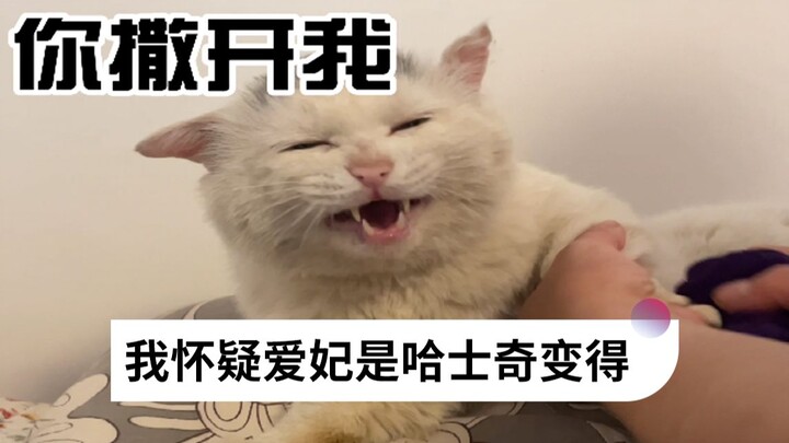 Tôi nghi con mèo nhà mình là giống husky biến thành… ngay cả lúc lau tay cũng như sắp giết nó vậy 😂
