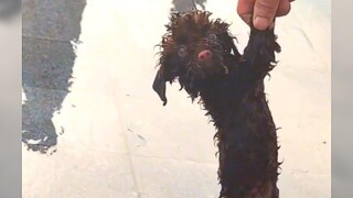 修狗：这辈子没这么无语过！