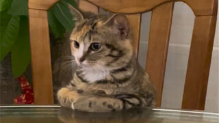 猫猫：你知道的，我从小就离开了妈妈