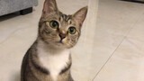 Kucing Li Hua Cina Paling Nurut dan Imut