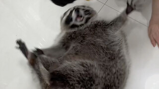 العراك اليومي بين الراكونات