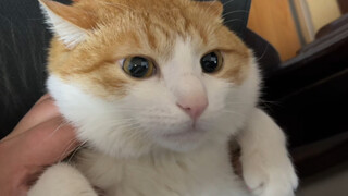 Cat: I suspect he's using cat bait to enforce the law, but I have no evidence...