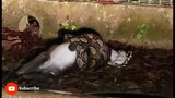 PYTHON ATTACK BIG MONKEY AND TRY TO FEED IT