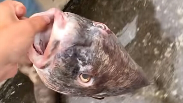 byd did not generate