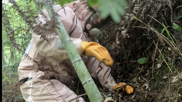 One of the world’s five most venomous bees, the Asian giant hornet, drove away the poverty-alleviati